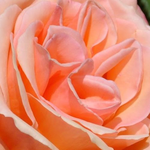Rosa  Joyfulness - róża z dyskretnym zapachem - Róże pienne - z kwiatami hybrydowo herbacianymi - pomarańczowy - Mathias Tantau, Jr. - korona równomiernie ukształtowana - -